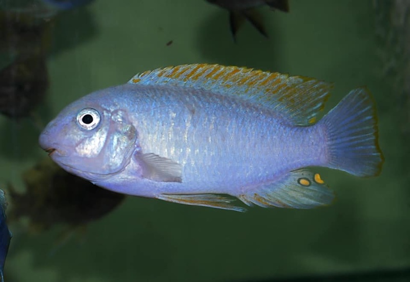 Labeotropheus fuelleborni 'Chidunga Rocks'